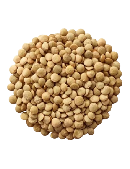Lentilha Canadense