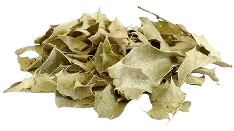 Boldo em Folhas a Granel