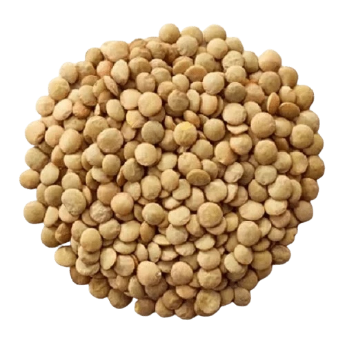 Lentilha Canadense