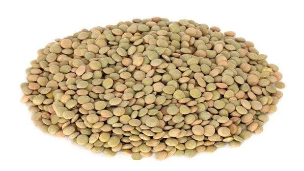 Lentilha Canadense