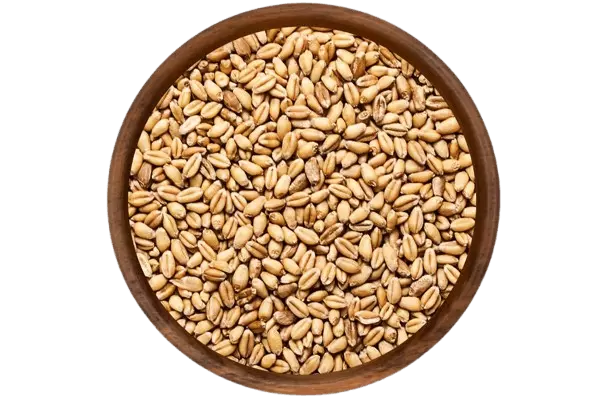 Trigo em Grãos a Granel