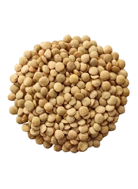 Lentilha Canadense